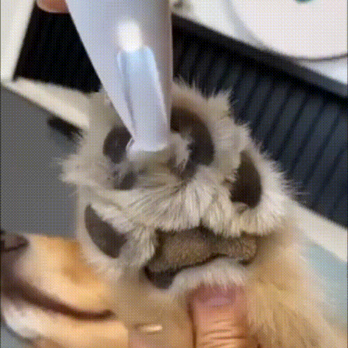 FluffyPaw™ - De Perfecte Bescherming voor Jouw Kleine Vriend